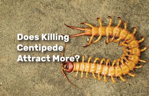 what does it mean when you dream about centipedes|Decoding Your Dreams: What Does It Mean When You Dream .